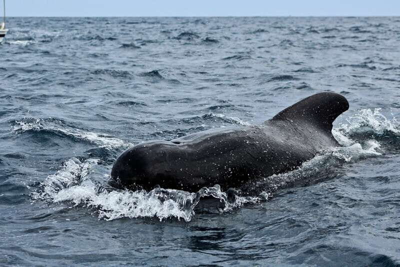 Los Cabos: Whale Watching (Transport and Pictures Included) - FAQ