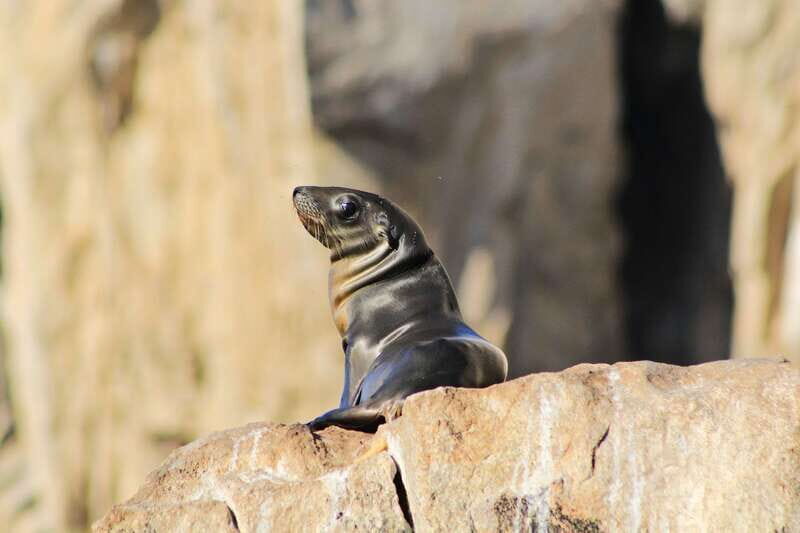 Los Cabos: Whale Watching (Transport and Pictures Included) - Two hours of whale watching in the Gulf of California: spotting, behavior, and real action