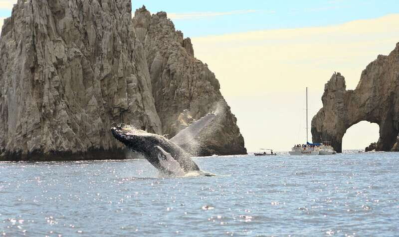 Los Cabos: Whale Watching (Transport and Pictures Included) - Respectful viewing: observe but don’t disturb (and why it improves your odds)