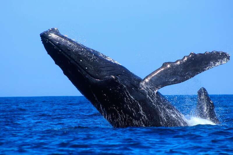 Los Cabos: Whale Watching (Transport and Pictures Included) - Should you book this Los Cabos whale watching tour with True Baja?