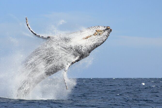 Los Cabos Whale Watching (Transportation and Pictures Included) - Key Highlights You’ll Actually Care About