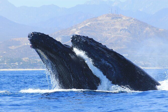 Los Cabos Whale Watching (Transportation and Pictures Included) - Dockside Start: D Dock Boarding and the Safety Briefing That Makes Sightings Easier