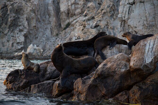 Los Cabos Whale Watching (Transportation and Pictures Included) - Gulf of California Whale Search: How They Keep It Respectful and Productive