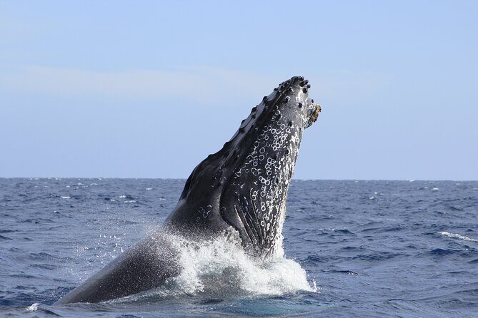 Los Cabos Whale Watching (Transportation and Pictures Included) - Who This Tour Fits Best (and Who Might Want a Different Plan)