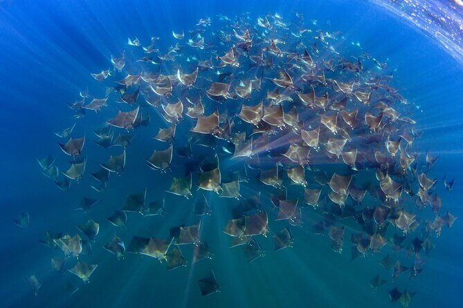 Mobula Ray and Ocean Safari Day Trip - Key highlights to watch for