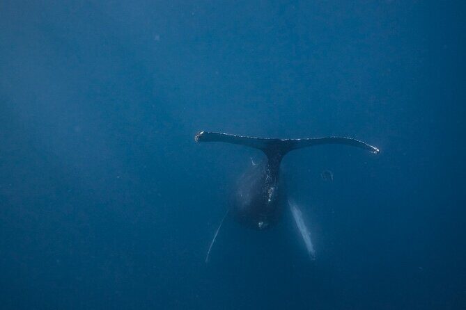 Mobula Ray and Ocean Safari Day Trip - Breakfast stop: where the day actually gets set up