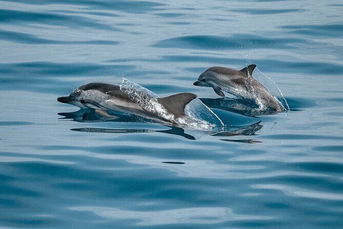 Mobula Ray and Ocean Safari Day Trip - La Ventana boarding: shallow water, basic mobility, no drama