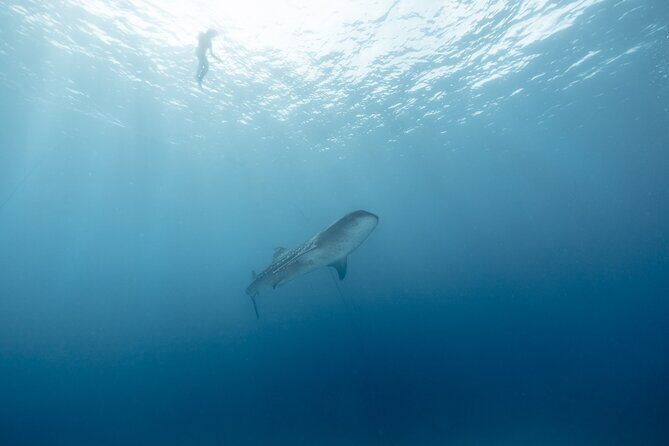 Mobula Ray and Ocean Safari Day Trip - Boat picnic, bathroom breaks, and snack options