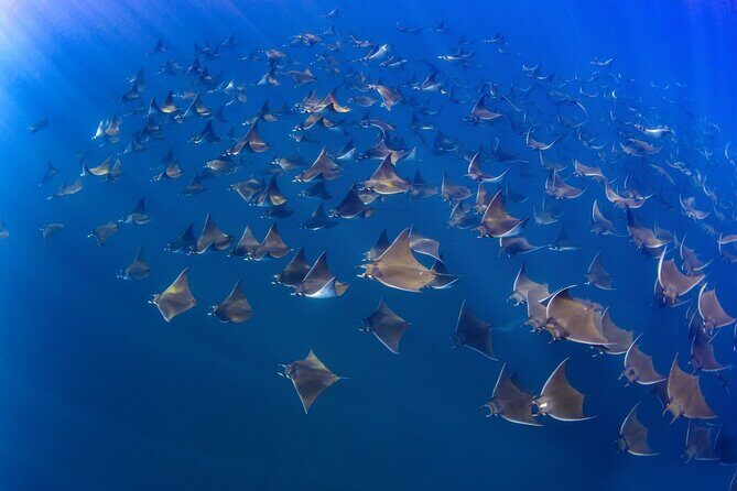 Mobula Ray and Ocean Safari Day Trip - Scuba sessions, dolphin luck, and guides who actually manage the day