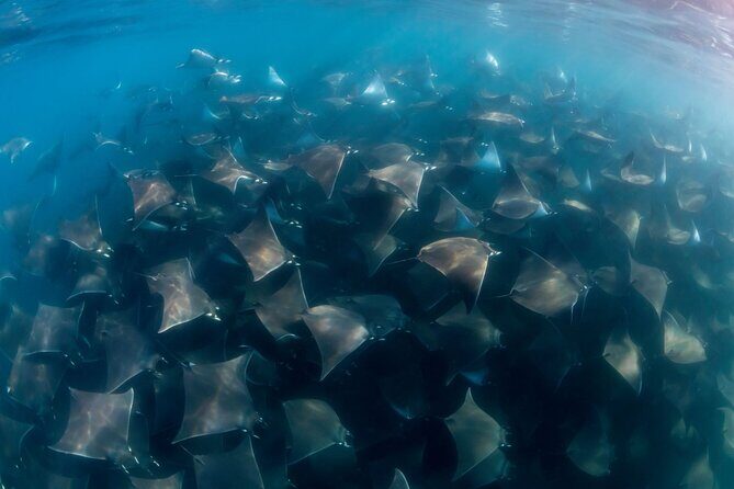 Mobula Ray and Ocean Safari Day Trip - Price and what $315 buys you in real time