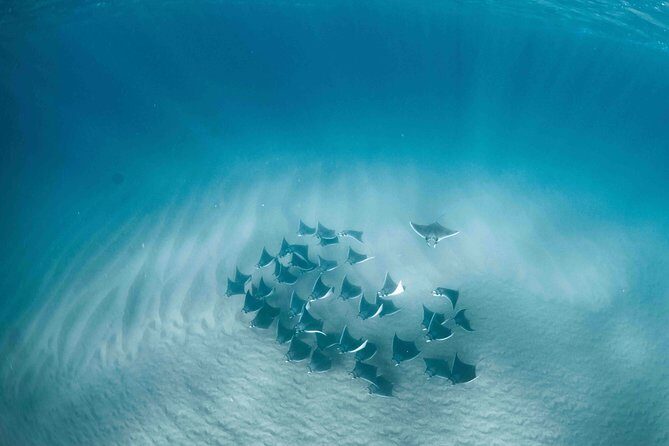 Mobula Ray Snorkeling - Key highlights at a glance