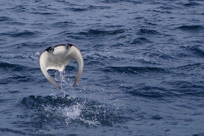 Mobula Ray Snorkeling - Mobula Ray Snorkeling in Cabo: Why This Trip Feels Special