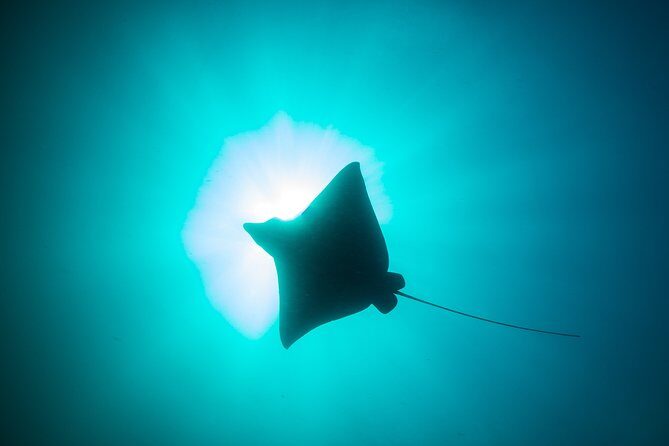 Mobula Ray Snorkeling - Meeting point and the rhythm of the day