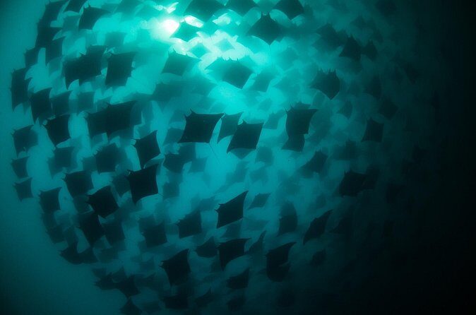Mobula Ray Snorkeling - El Arco and the sea lion colony: the calm before the ray hunt