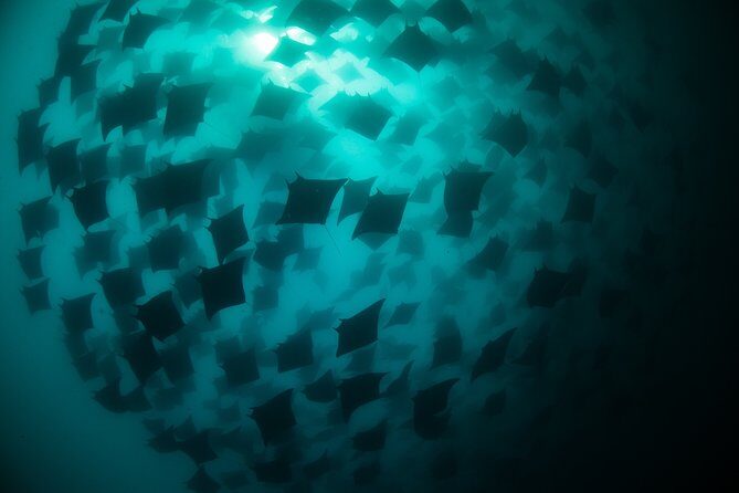 Mobula Ray Snorkeling - Finding the mobulas: how you get multiple shots in the water
