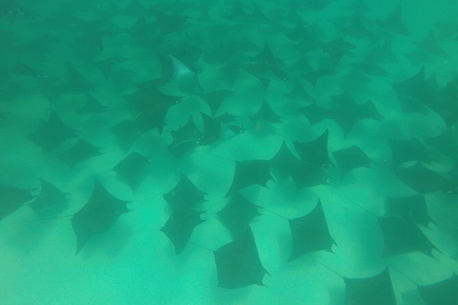 Mobula Ray Snorkeling - Snorkeling coaching, safety, and the guide-led experience