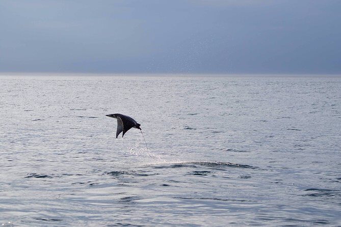 Mobula Ray Snorkeling - Boat comfort: shade and open viewing space
