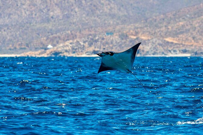 Mobula Ray Snorkeling with Photos Included - Meeting at Baja Vikings Ecoventures: A Calm Start for an Early Trip