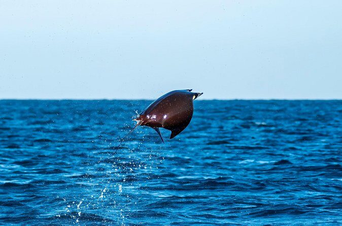 Mobula Ray Snorkeling with Photos Included - Snorkeling with Mobula Rays: What “Just Below the Surface” Means