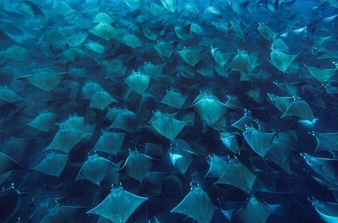 Mobula Ray Snorkeling with Photos Included - What to Bring (and What They Don’t Provide)