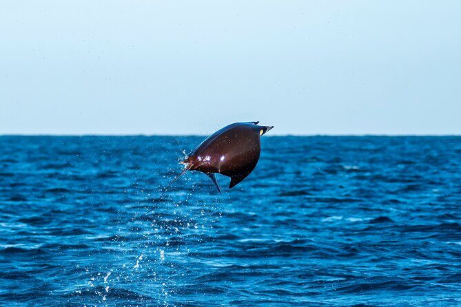 Mobula Ray Snorkeling with Photos Included - Price and Value: Is $129 Worth It?