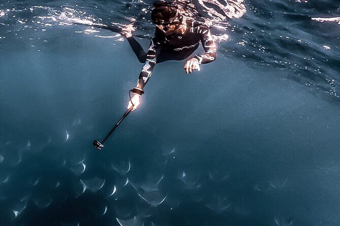 Mobula Ray Snorkeling with Photos Included - On the Water: Zodiac Speed, a Spotter’s Eye, and the Wildlife Route