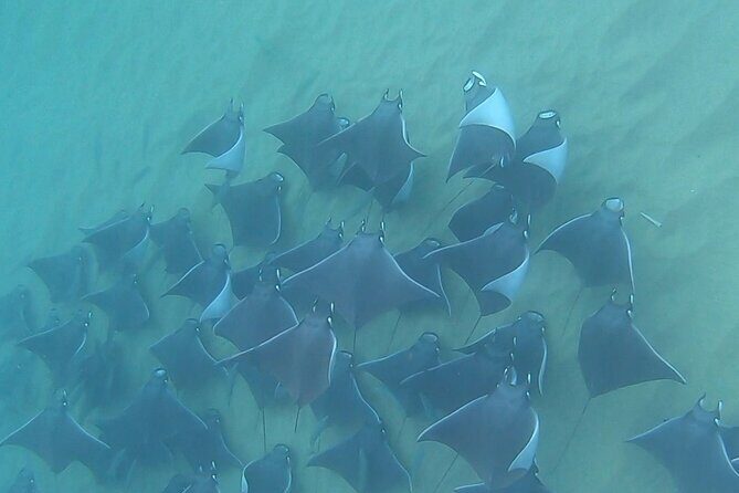 Non-Certified Diving Adventure in Cabo San Lucas - First Gear, First Steps: What Happens Before You Go Underwater