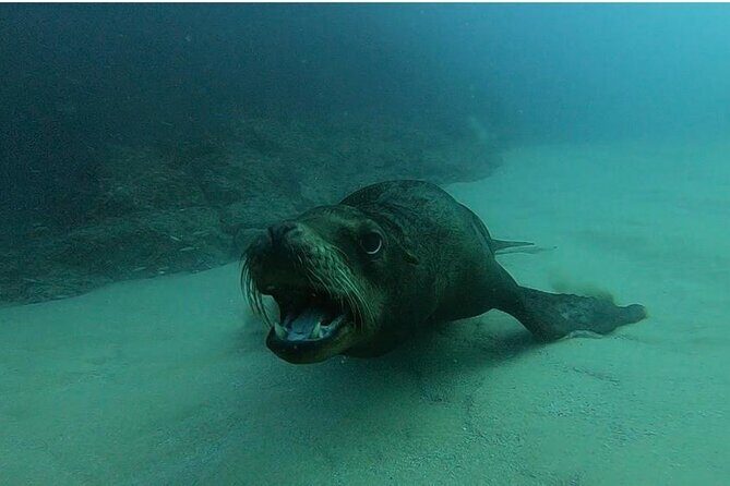 Non-Certified Diving Adventure in Cabo San Lucas - After the Water: El Arco and the Cabo San Lucas Bay Stops