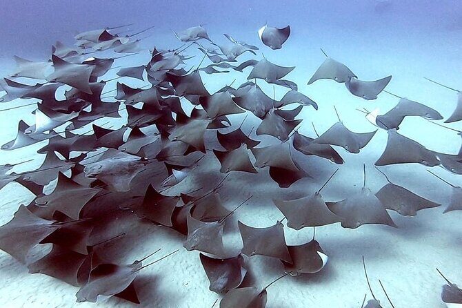 Non-Certified Diving Adventure in Cabo San Lucas - Group Size, Timing, and Comfort: What Your Day Will Feel Like