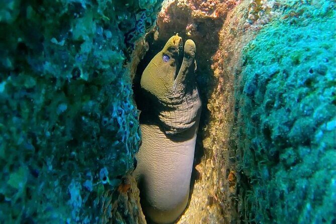Non-Certified Diving Adventure in Cabo San Lucas - Piedra del Pelicano: Why This Protected Cabo Spot Feels Worth It