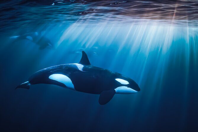 Ocean Safari: Orcas, Whales & Baja's Ocean Giants Adventure - Key highlights at a glance