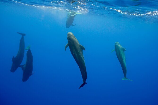 Ocean Safari: Orcas, Whales & Baja's Ocean Giants Adventure - Stop 2 at Isla Cerralvo: where the ocean giants play their best set