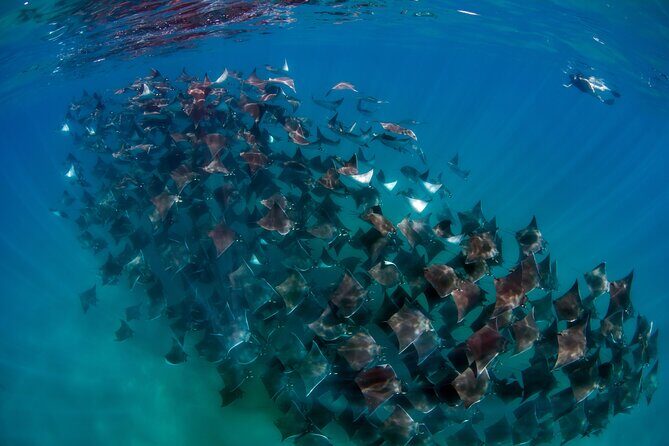 Ocean Safari: Orcas, Whales & Baja's Ocean Giants Adventure - Snorkeling time: what’s included, and what you must already know