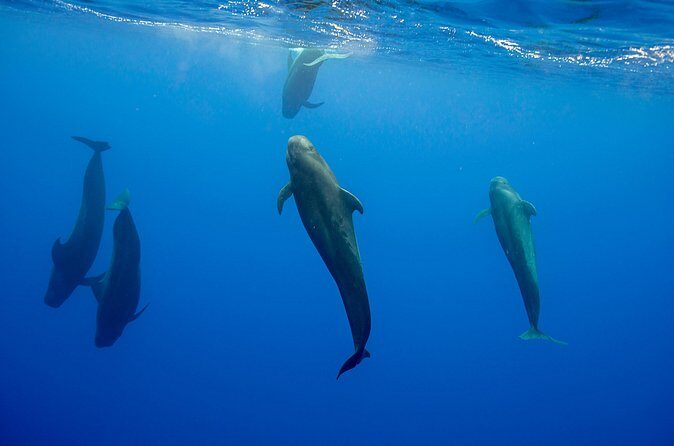 Ocean Safari: Orcas, Whales & Baja's Ocean Giants Adventure - What’s included (and how that affects the value)