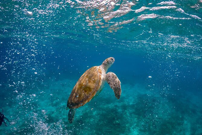 Ocean Safari: Orcas, Whales & Baja's Ocean Giants Adventure - The 7:00 am start and that 6-hour total transport reality