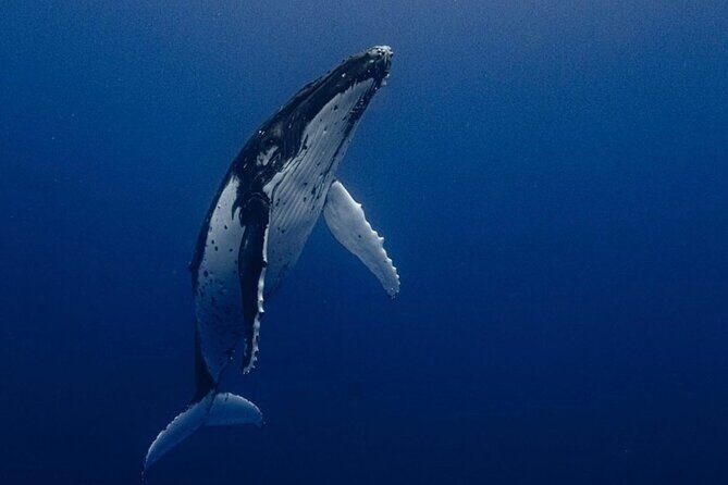 Ocean Safari Tour in Cabo San Lucas - Key things that make this Ocean Safari work in real life