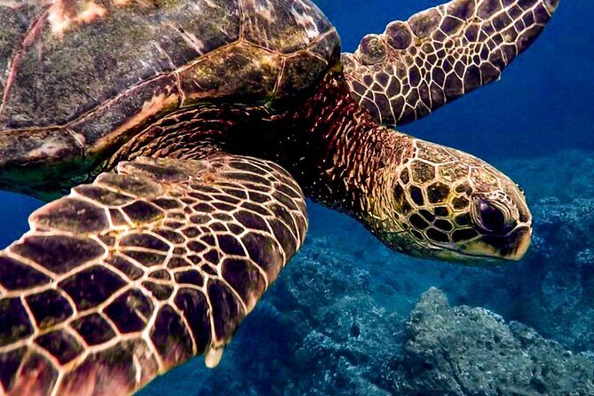 Ocean Safari Tour in Cabo San Lucas - Ocean Safari Cabo: what you’re paying for (and what you’re not)