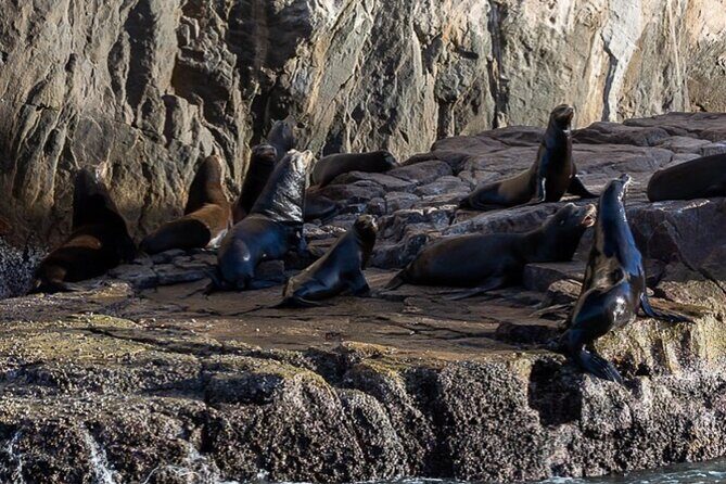 Ocean Safari Tour in Cabo San Lucas - Wildlife photo stops: why the boat timing can make or break the day