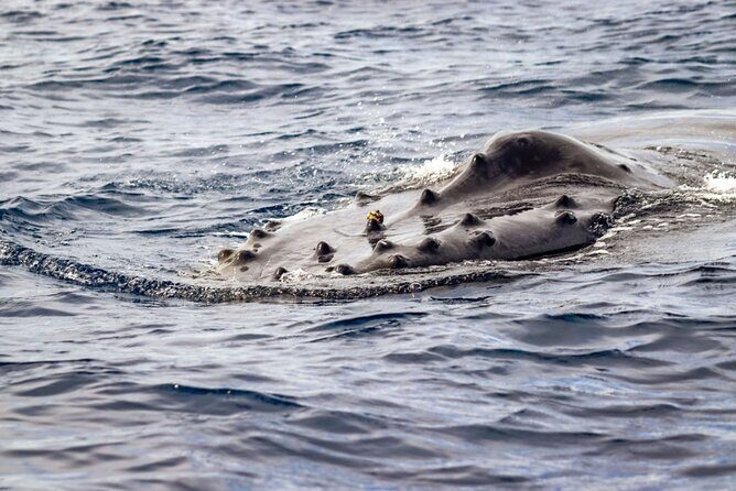 Ocean Safari Tour in Cabo San Lucas - What you could see: whales, orcas, dolphins, turtles, rays, and sharks