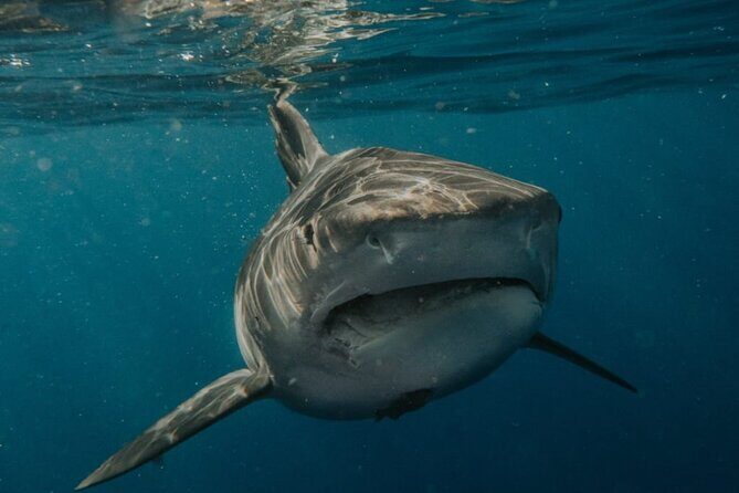 Ocean Safari Tour in Cabo San Lucas - Guides and captains: local know-how you feel in the outcome