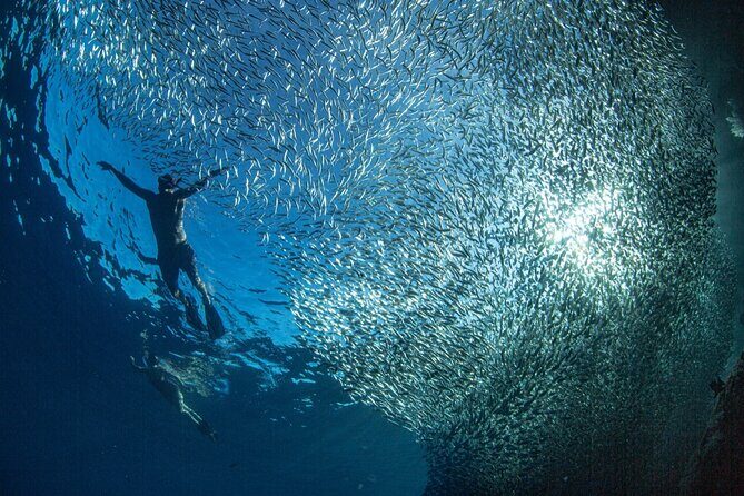 Ocean Safari Tour in Cabo San Lucas - The physical reality check: moderate fitness, active water time