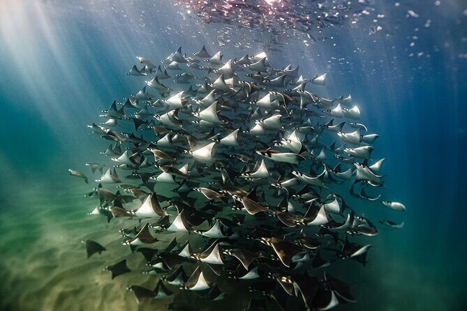 Open Ocean Safari and Whale Watching - Key highlights worth noting