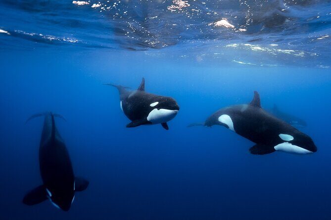 Open Ocean Safari and Whale Watching - Open Ocean Safari in Cabo: what you’re paying for