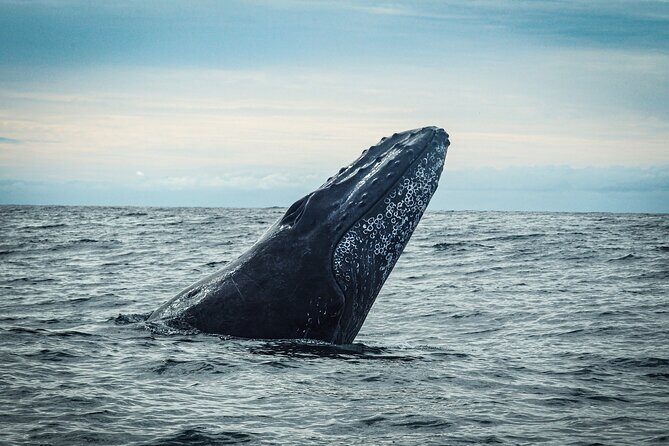 Open Ocean Safari and Whale Watching - Stop 2: Pelican Rock and the “search mode” feel
