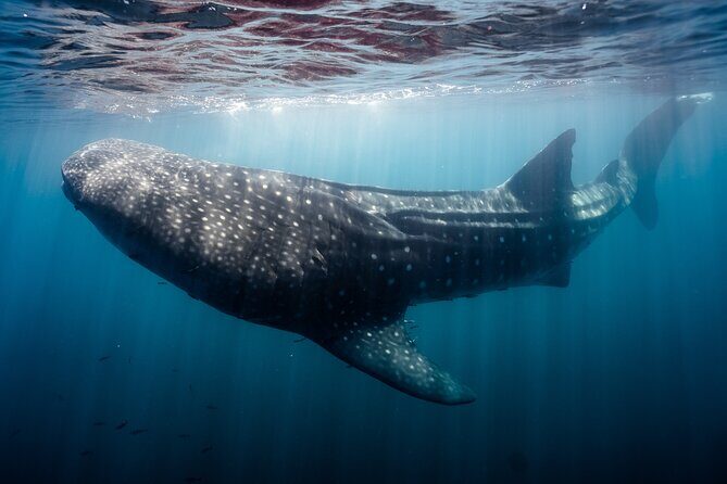 Open Ocean Safari and Whale Watching - Stop 3: Sea of Cortez waters for dolphins, rays, sharks, and whales