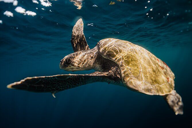 Open Ocean Safari and Whale Watching - Snorkeling time: gear included, but plan for variable time in the water