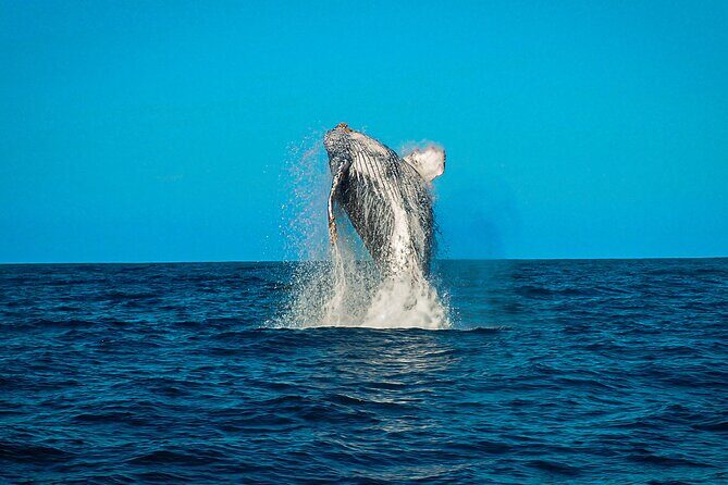 Open Ocean Safari and Whale Watching - Photos and videos: included, with a possible catch on extra packages