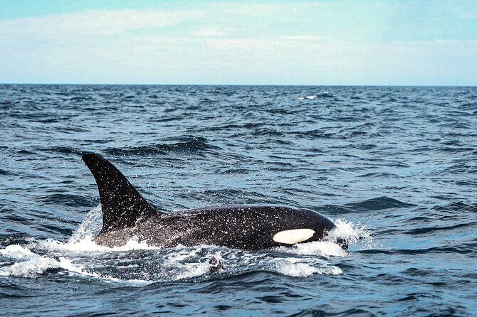 Open Ocean Safari and Whale Watching - Guides on the water: the difference between finding wildlife and rushing it