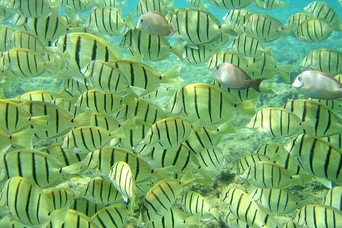Pelican Rock Snorkeling and Sightseeing Adventure - Pelican Rock snorkeling plus a rock-spotting boat ride