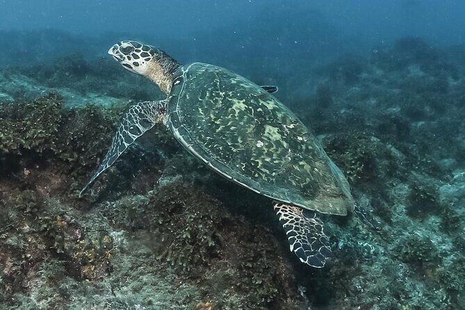 Private Beginner Scuba Diving Experience in Cabo San Lucas - Where Cabo San Lucas Sets the Tone: The 12:30 Meet-Up and Quick Start